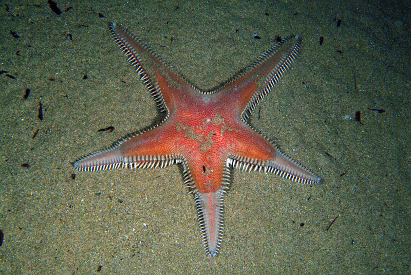 Astropecten irregularis e Astropecten aranciacus